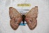  ( - BC-RBP 6514)  @13 [ ] Copyright (2012) Ron Brechlin Research Collection of Ron Brechlin