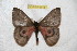  ( - BC-RBP 6516)  @13 [ ] Copyright (2012) Ron Brechlin Research Collection of Ron Brechlin