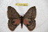  ( - BC-RBP 6520)  @13 [ ] Copyright (2012) Ron Brechlin Research Collection of Ron Brechlin
