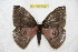  ( - BC-RBP 6521)  @13 [ ] Copyright (2012) Ron Brechlin Research Collection of Ron Brechlin