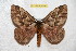  ( - BC-RBP 6546)  @15 [ ] Copyright (2012) Ron Brechlin Research Collection of Ron Brechlin