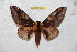  ( - BC-RBP 6552)  @12 [ ] Copyright (2012) Ron Brechlin Research Collection of Ron Brechlin