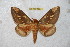  ( - BC-RBP 6554)  @13 [ ] Copyright (2012) Ron Brechlin Research Collection of Ron Brechlin
