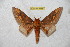  ( - BC-RBP 6555)  @14 [ ] Copyright (2012) Ron Brechlin Research Collection of Ron Brechlin