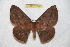  (Periga calabazana - BC-RBP 6560)  @14 [ ] Copyright (2012) Ron Brechlin Research Collection of Ron Brechlin