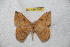  ( - BC-RBP 6561)  @13 [ ] Copyright (2012) Ron Brechlin Research Collection of Ron Brechlin