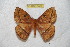  (Periga acomayensis - BC-RBP 6563)  @13 [ ] Copyright (2012) Ron Brechlin Research Collection of Ron Brechlin