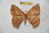  (Periga camacana - BC-RBP 6567)  @12 [ ] Copyright (2012) Ron Brechlin Research Collection of Ron Brechlin