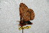  ( - BC-RBP 6595)  @12 [ ] Copyright (2012) Ron Brechlin Research Collection of Ron Brechlin