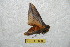  ( - BC-RBP 6620)  @12 [ ] Copyright (2012) Ron Brechlin Research Collection of Ron Brechlin