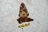  ( - BC-RBP 6681)  @13 [ ] Copyright (2012) Ron Brechlin Research Collection of Ron Brechlin