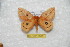  ( - BC-RBP 6688)  @13 [ ] Copyright (2012) Ron Brechlin Research Collection of Ron Brechlin
