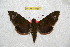 ( - BC-RBP 6755)  @14 [ ] Copyright (2012) Ron Brechlin Research Collection of Ron Brechlin