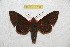  (Pachygonidia subhamata - BC-RBP 6760)  @15 [ ] Copyright (2012) Ron Brechlin Research Collection of Ron Brechlin