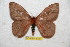  ( - BC-RBP 6787)  @12 [ ] Copyright (2012) Ron Brechlin Research Collection of Ron Brechlin