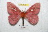  ( - BC-RBP 6907)  @12 [ ] Copyright (2012) Ron Brechlin Research Collection of Ron Brechlin