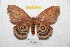  ( - BC-RBP 6919)  @14 [ ] Copyright (2012) Ron Brechlin Research Collection of Ron Brechlin