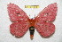  (Cerodirphia azuayana - BC-RBP 6940)  @14 [ ] Copyright (2012) Ron Brechlin Research Collection of Ron Brechlin