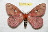  ( - BC-RBP 6942)  @14 [ ] Copyright (2012) Ron Brechlin Research Collection of Ron Brechlin
