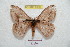  ( - BC-RBP 6960)  @13 [ ] Copyright (2012) Ron Brechlin Research Collection of Ron Brechlin