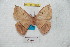  (Periga pacchala - BC-RBP 7080)  @13 [ ] Copyright (2012) Ron Brechlin Research Collection of Ron Brechlin