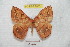  (Periga lichyi - BC-RBP 7083)  @15 [ ] Copyright (2012) Ron Brechlin Research Collection of Ron Brechlin