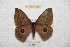  ( - BC-RBP 7098)  @14 [ ] Copyright (2012) Ron Brechlin Research Collection of Ron Brechlin