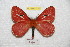  (Cerodirphia kaechi - BC-RBP 7110)  @15 [ ] Copyright (2012) Ron Brechlin Research Collection of Ron Brechlin