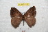  ( - BC-RBP 7132)  @13 [ ] Copyright (2012) Ron Brechlin Research Collection of Ron Brechlin