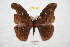  ( - BC-RBP 7148)  @12 [ ] Copyright (2012) Ron Brechlin Research Collection of Ron Brechlin