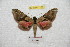 ( - BC-RBP 7161)  @13 [ ] Copyright (2012) Ron Brechlin Research Collection of Ron Brechlin