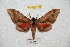  (Callambulyx tatarinovii fomosana - BC-RBP 7164)  @13 [ ] Copyright (2012) Ron Brechlin Research Collection of Ron Brechlin