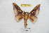  ( - BC-RBP 7276)  @13 [ ] Copyright (2013) Ron Brechlin Research Collection of Ron Brechlin