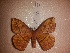  (Periga agrio - BC-HKT 0209)  @14 [ ] Copyright (2016) Ron Brechlin Research Collection of Ron Brechlin