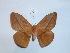  (Lonomia rengifoi - BC-HKT 0195)  @14 [ ] Copyright (2014) Ron Brechlin Research Collection of Ron Brechlin