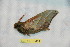  ( - BC-RBP 10481)  @11 [ ] Copyright (2017) Ron Brechlin Research Collection of Ron Brechlin
