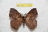  ( - BC-RBP 11808)  @11 [ ] Copyright (2020) Ron Brechlin Research Collection of Ron Brechlin