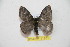  ( - BC-RBP 11831)  @11 [ ] Copyright (2020) Ron Brechlin Research Collection of Ron Brechlin