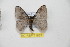  ( - BC-RBP 11837)  @11 [ ] Copyright (2020) Ron Brechlin Research Collection of Ron Brechlin