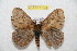  ( - BC-RBP 11844)  @11 [ ] Copyright (2020) Ron Brechlin Research Collection of Ron Brechlin
