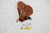  (Cerodirphia giustii - BC-RBP 8257)  @12 [ ] Copyright (2014) Ron Brechlin Research Collection of Ron Brechlin
