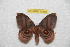  ( - BC-RBP 10498)  @14 [ ] Copyright (2017) Ron Brechlin Research Collection of Ron Brechlin
