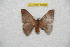  ( - BC-RBP 10506)  @13 [ ] Copyright (2017) Ron Brechlin Research Collection of Ron Brechlin