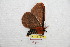  (Cerodirphia pachona - BC-RBP 8280)  @12 [ ] Copyright (2014) Ron Brechlin Research Collection of Ron Brechlin