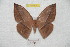  ( - BC-RBP 8297)  @13 [ ] Copyright (2014) Ron Brechlin Research Collection of Ron Brechlin