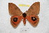  ( - BC-RBP 8306)  @14 [ ] Copyright (2014) Ron Brechlin Research Collection of Ron Brechlin