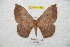  ( - BC-RBP 8325)  @14 [ ] Copyright (2014) Ron Brechlin Research Collection of Ron Brechlin