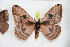  ( - BC-RBP 10444)  @12 [ ] Copyright (2017) Ron Brechlin Research Collection of Ron Brechlin
