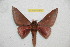  ( - BC-RBP 11846)  @11 [ ] Copyright (2020) Ron Brechlin Research Collection of Ron Brechlin
