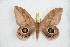  ( - BC-RBP 10458)  @11 [ ] Copyright (2017) Ron Brechlin Research Collection of Ron Brechlin